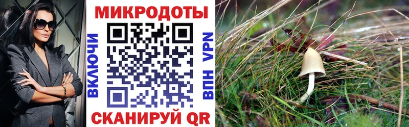 Псилоцибиновые грибы Psilocybe  Строитель 
